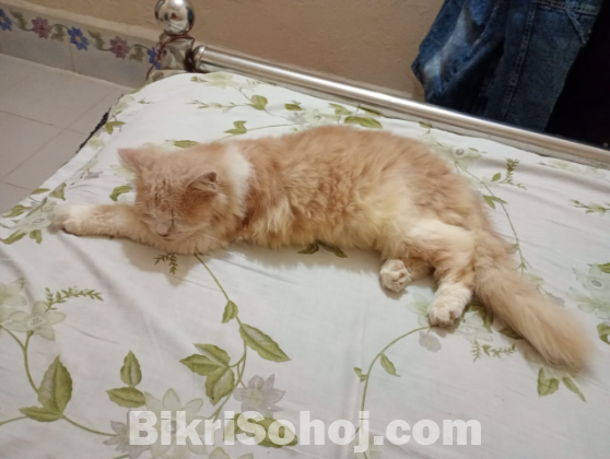 পিওর পার্শিয়ান বিড়াল